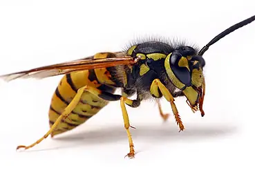 Wasp, one of the flying insects we control in Johannesburg