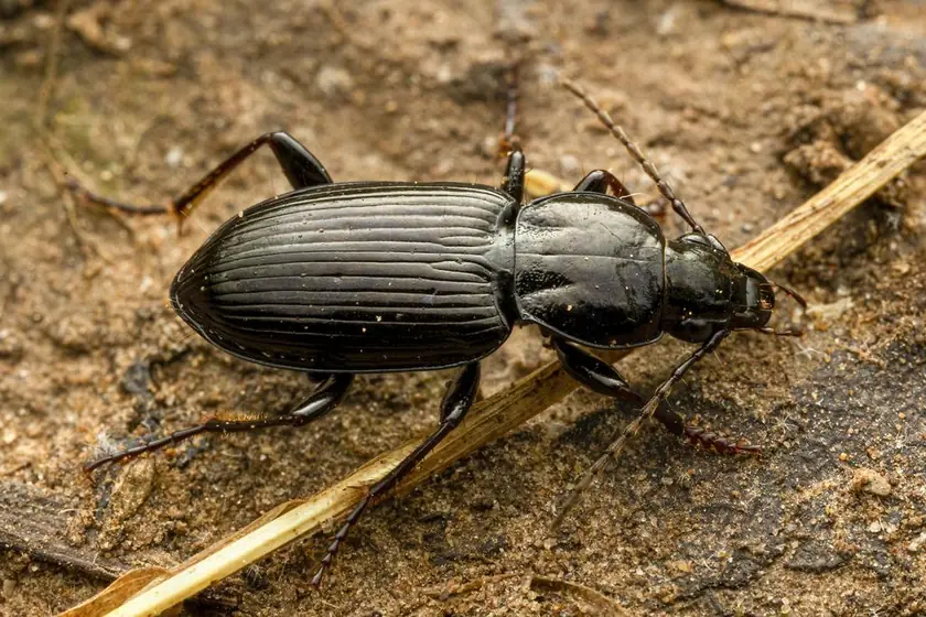 Ground beetle on sandy soil, one of the insects we treat in Johannesburg