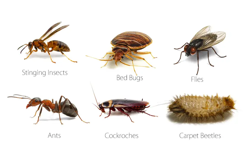 Common household insects treated by our insect control in Johannesburg