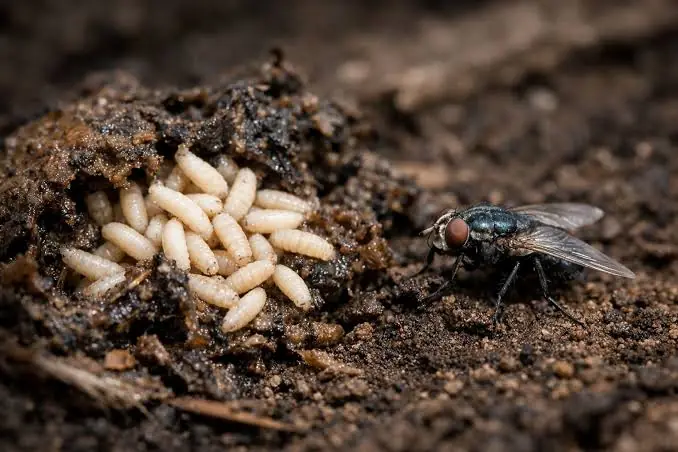 Maggots and a blow fly in soil, treated by our maggot control in Johannesburg
