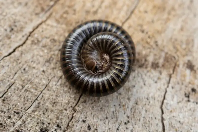 Millipede curled in a spiral, common in Johannesburg gardens after rain
