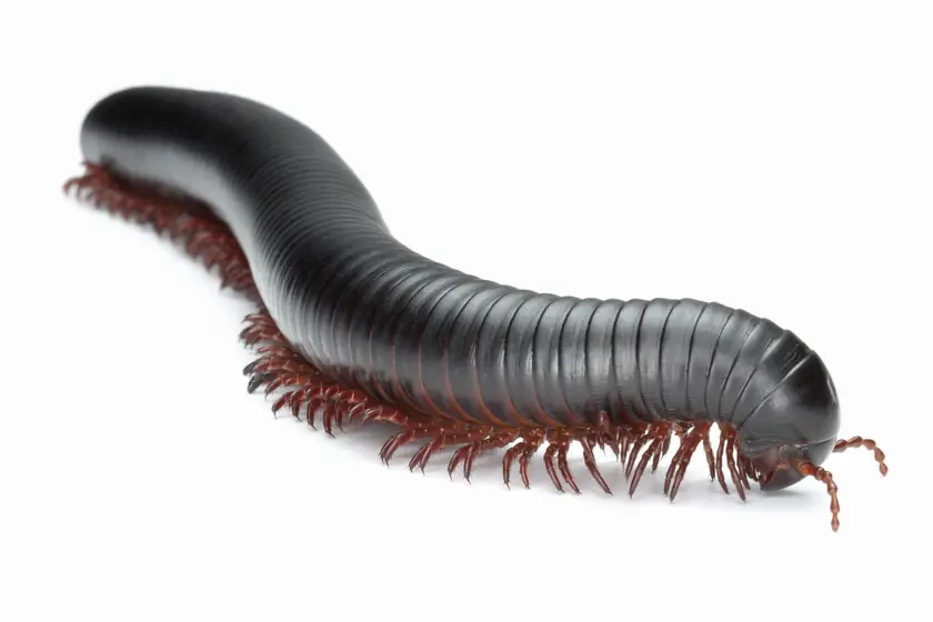 Giant millipede, common in Johannesburg gardens after rain