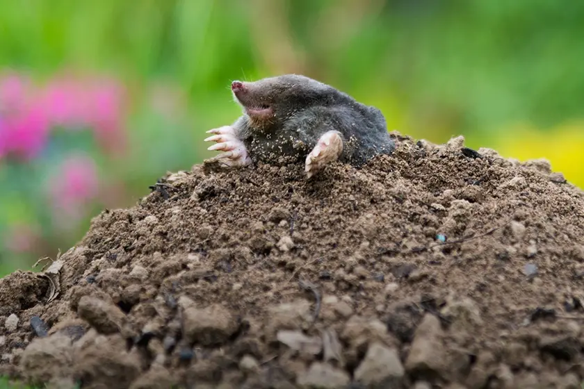 Mole on a molehill in a lawn, treated by our mole control in Johannesburg