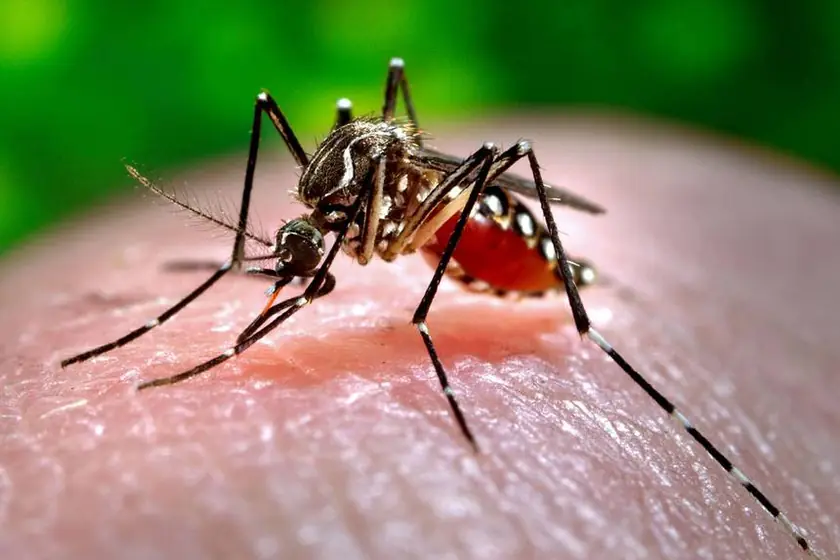 Mosquito biting skin, treated by our mosquito control in Johannesburg