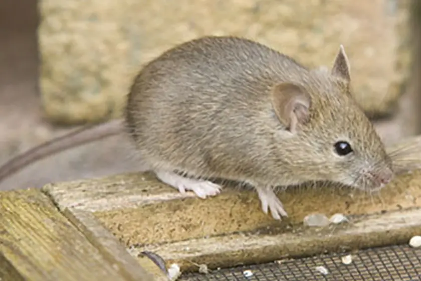 House mouse, a common rodent in Johannesburg homes