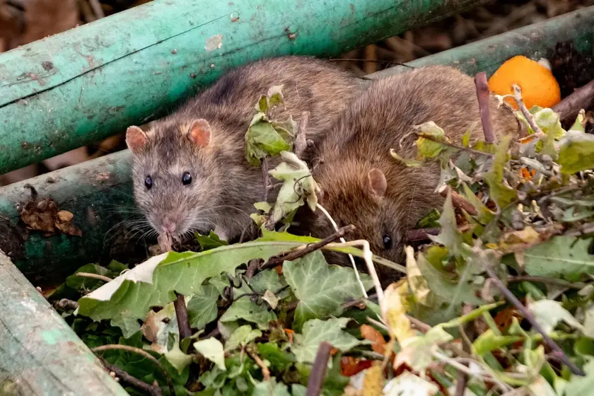 Brown rats in garden waste, the rodents we remove from Johannesburg properties