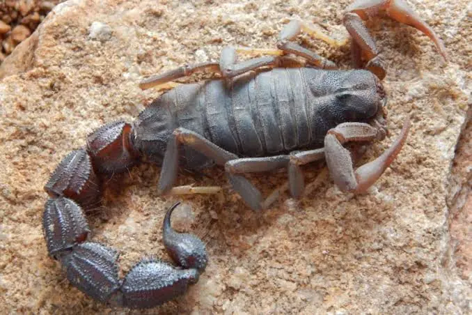 Thick-tailed scorpion on sandstone, the kind found around Johannesburg