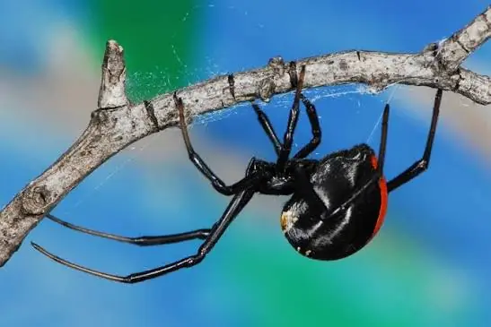Button spider (black widow) under a twig, one of the spiders we deal with in Johannesburg