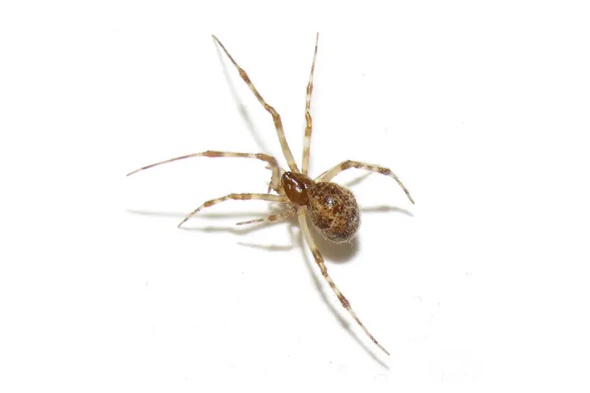 Common house spider in a Johannesburg home