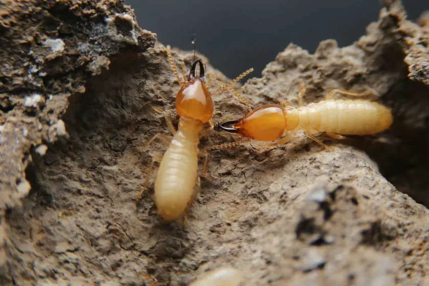 Termite soldiers on mud tunnelling, treated by our termite control in Johannesburg
