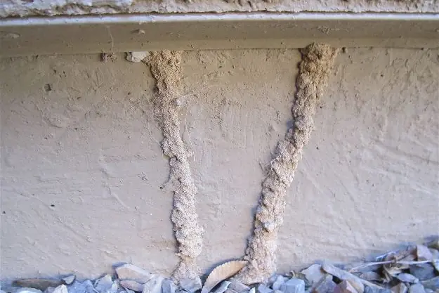 Termite mud tubes on a foundation wall, what pre-treatment prevents in Johannesburg