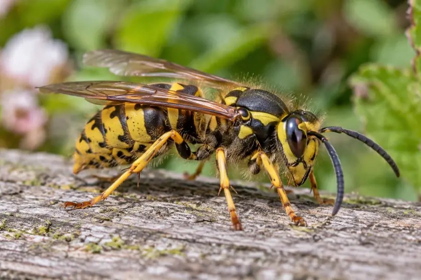 Yellow and black wasp on wood, removed by our wasp control in Johannesburg