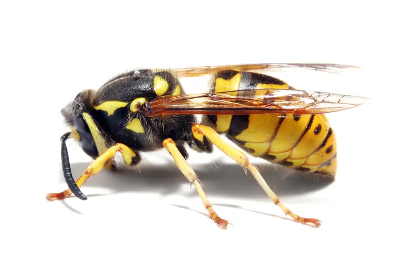 Yellow jacket wasp, removed by our wasp control in Johannesburg