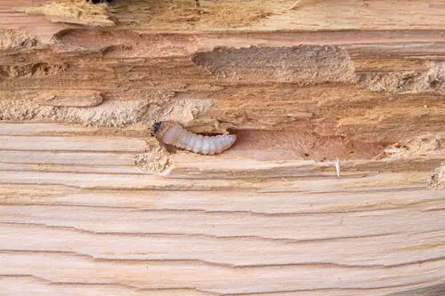 Wood borer exit holes in timber in a Johannesburg home