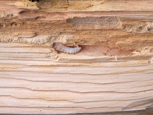 Wood borer exit holes in timber in a Johannesburg home