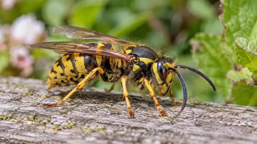 Wasp Control guide