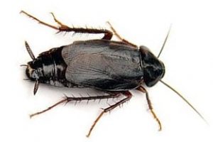 Johannesburg Pest Control recognises these Roaches as a Common Cockroach in Johannesburg